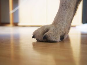 cynotopia couper griffes chien