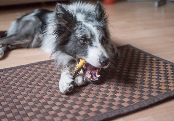 Zoomalia friandise os macher choisir cynotopia