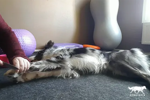 Couper les griffes d'un chien calme : apprenez lui à rester sur le flanc