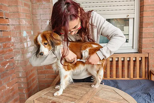 Couper les griffes d'un petit chien agité : utilisez une table ou surface en hauteur, calez le contre vous et coupez les griffes des pattes extérieures