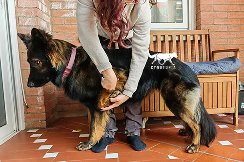 Couper les griffes d'un grand chien agité : câlez-le contre vous et couper les griffes des pattes extérieures