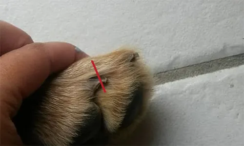 coupe latérale d'une griffe