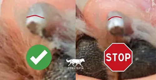 Coupe d'une griffe blanche : à gauche, on peut encore couper car l'anneau crayeux est petit. A droite, on arrête de couper car il prend la moitié de l'ongle (la veine n'est pas loin)