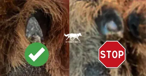 Coupe d'une griffe noire : à gauche, aucun rond crayeux blanc, la pulpe est loin, on peut encore couper. A droite, on voit l'anneau crayeux en bas et au milieu, il prend +50% de l'ongle, on arrête (la veine est proche).