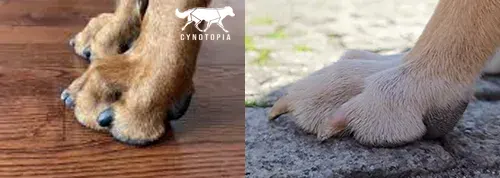 A gauche une patte dite "de chat" et à droite une patte dite "de lièvre"