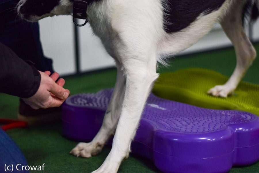 Cynotopia fitness fitbone proprioception musculation chien border collie