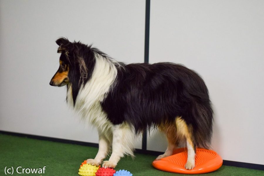 Cynotopia fitness fitbone proprioception musculation chien shetland