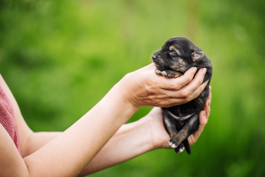 Si vous voulez le meilleur chiot, choisissez le meilleur éleveur 
