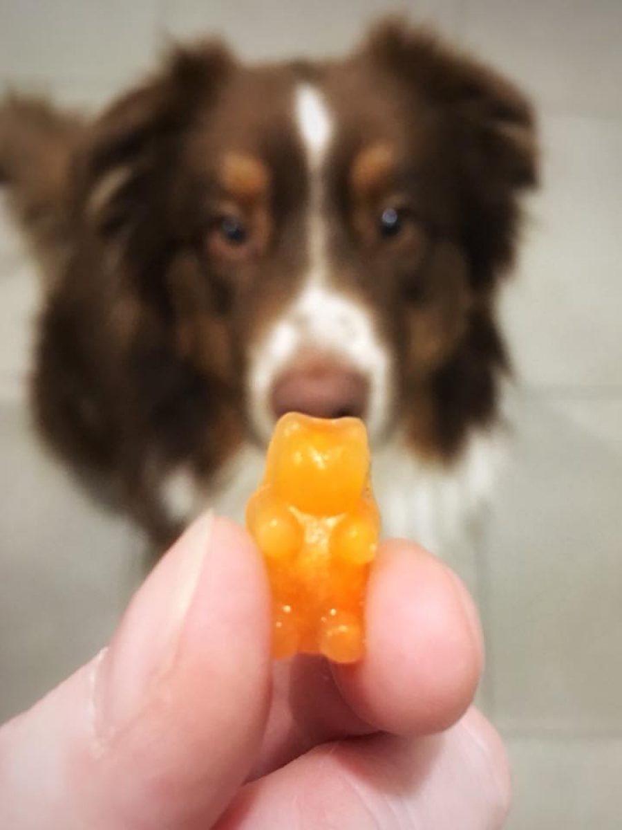 Mon chien mange tout ce qui traîne Cynotopia